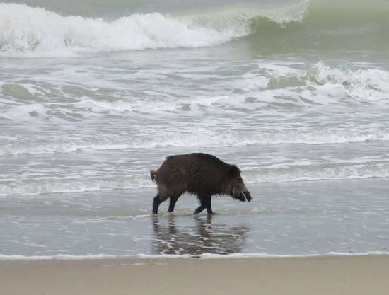 Cinghiale al mare - Sus Scrofa